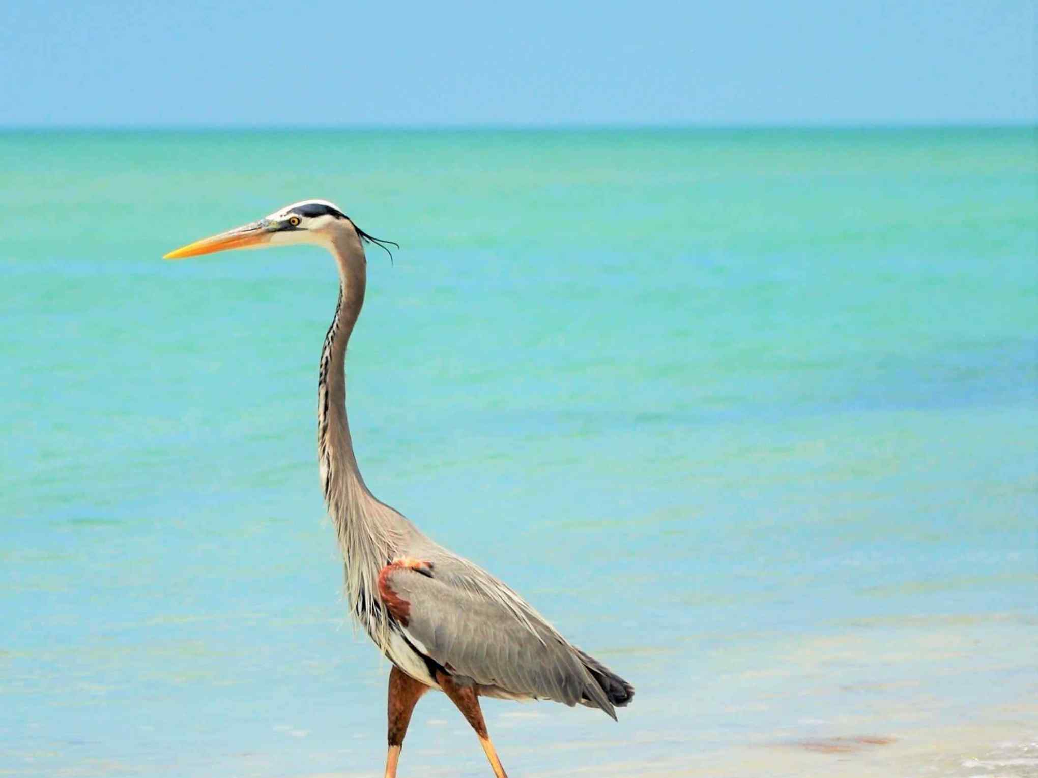 Bimini - Popular Destination in Florida & The Bahamas