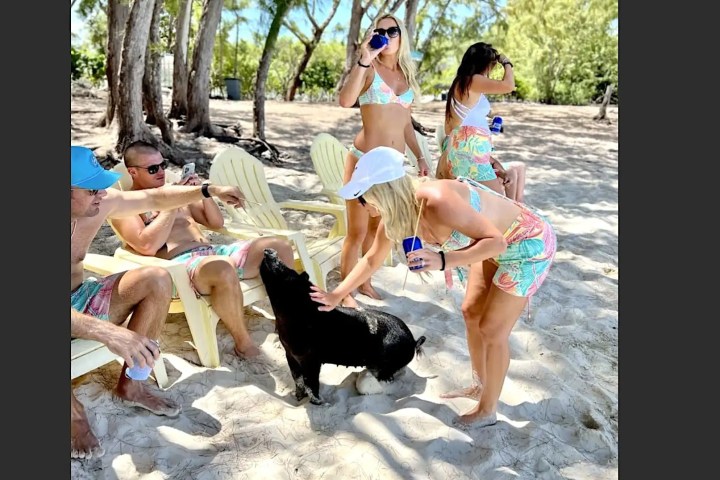 39' Midnight Express - Boat Rental in Nassau, Bahamas