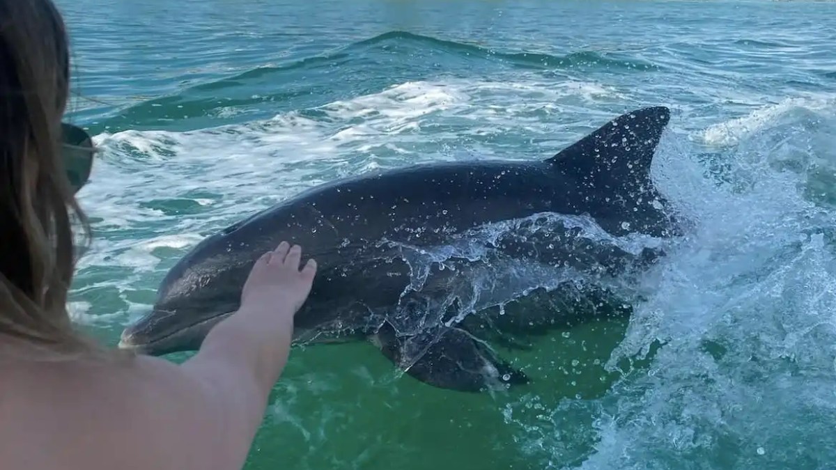 Person reaching out to touch a dolphin swimming by a boat in the ocean.