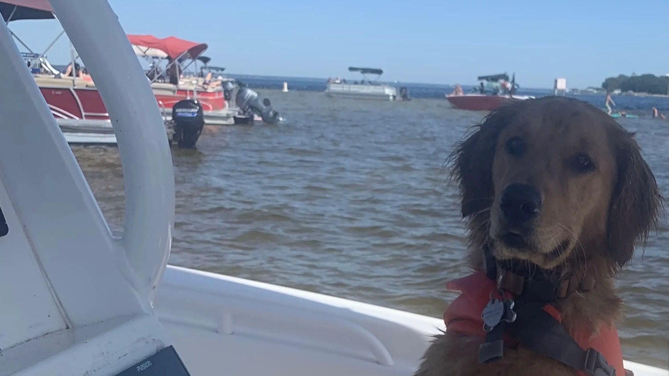 Golden retriever wearing a life jacket on a boat, with other boats moored in the water background.