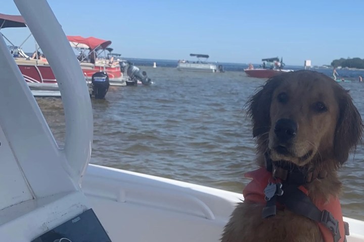 Golden retriever wearing a life jacket on a boat, with other boats moored in the water background.