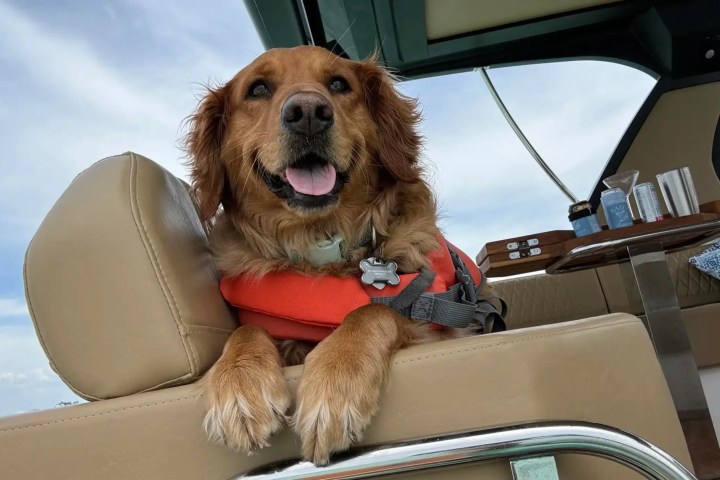 Dog wearing life vest on a boat, with paws on seat backrest.