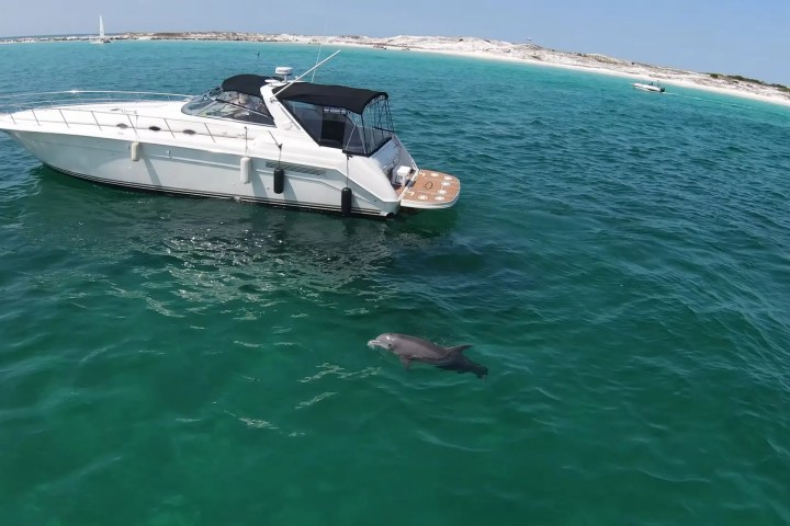 Boat on turquoise water with a dolphin swimming nearby, sandy shore in background.