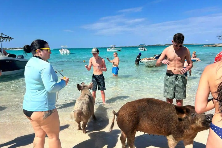 People on a beach interacting with pigs, boats visible in the water.